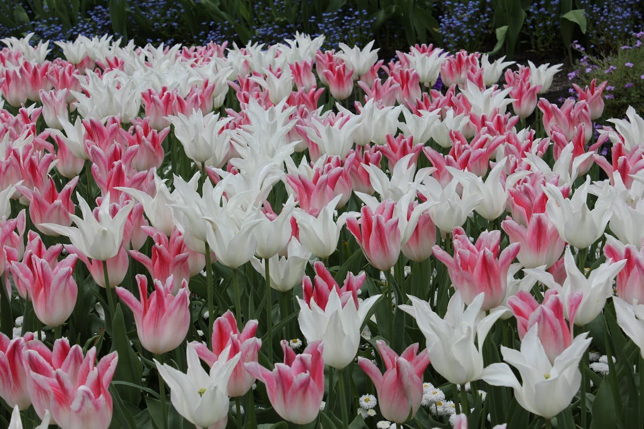 Flowerbed of Blooming Tulips